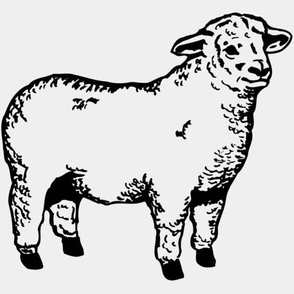 SHEEP003 Thumbnail