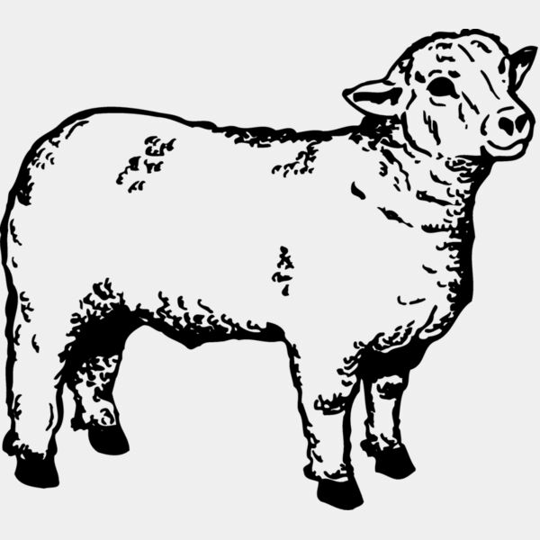 SHEEP006 Thumbnail